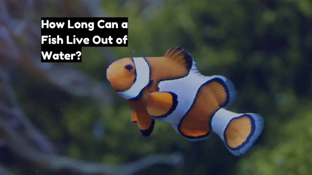 How Long Can a Fish Live Out of Water?