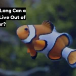 How Long Can a Fish Live Out of Water?