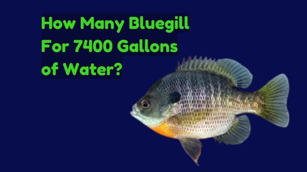 How Many Bluegill for 7400 Gallons of Water