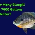 How Many Bluegill for 7400 Gallons of Water