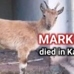 Young Markhor Calf Passes Away at Pattika Wildlife Park