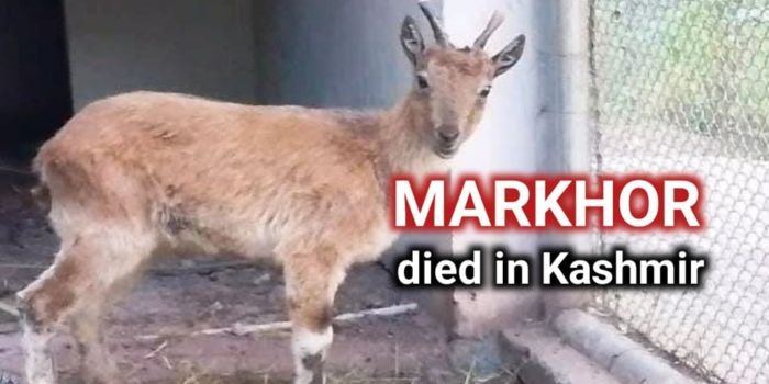 Young Markhor Calf Passes Away at Pattika Wildlife Park