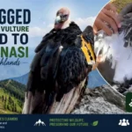 GPS-tagged endangered vulture traced to Pir Chinasi highlands