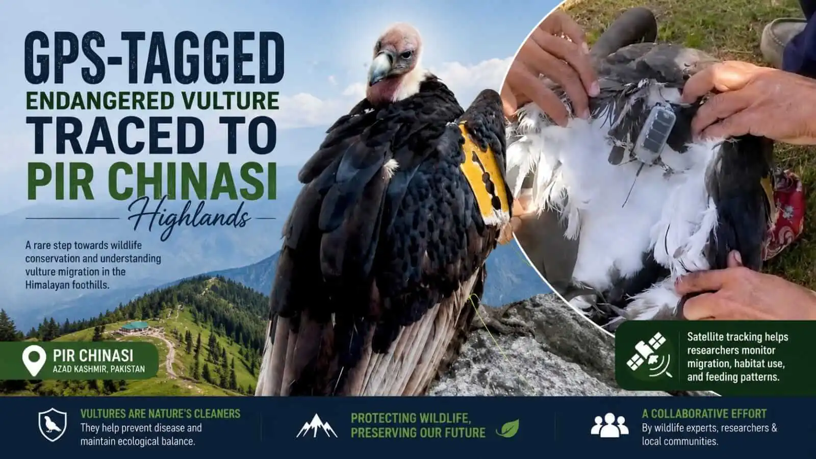 GPS-tagged endangered vulture traced to Pir Chinasi highlands